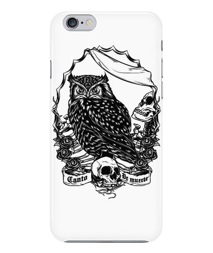 Owl skull